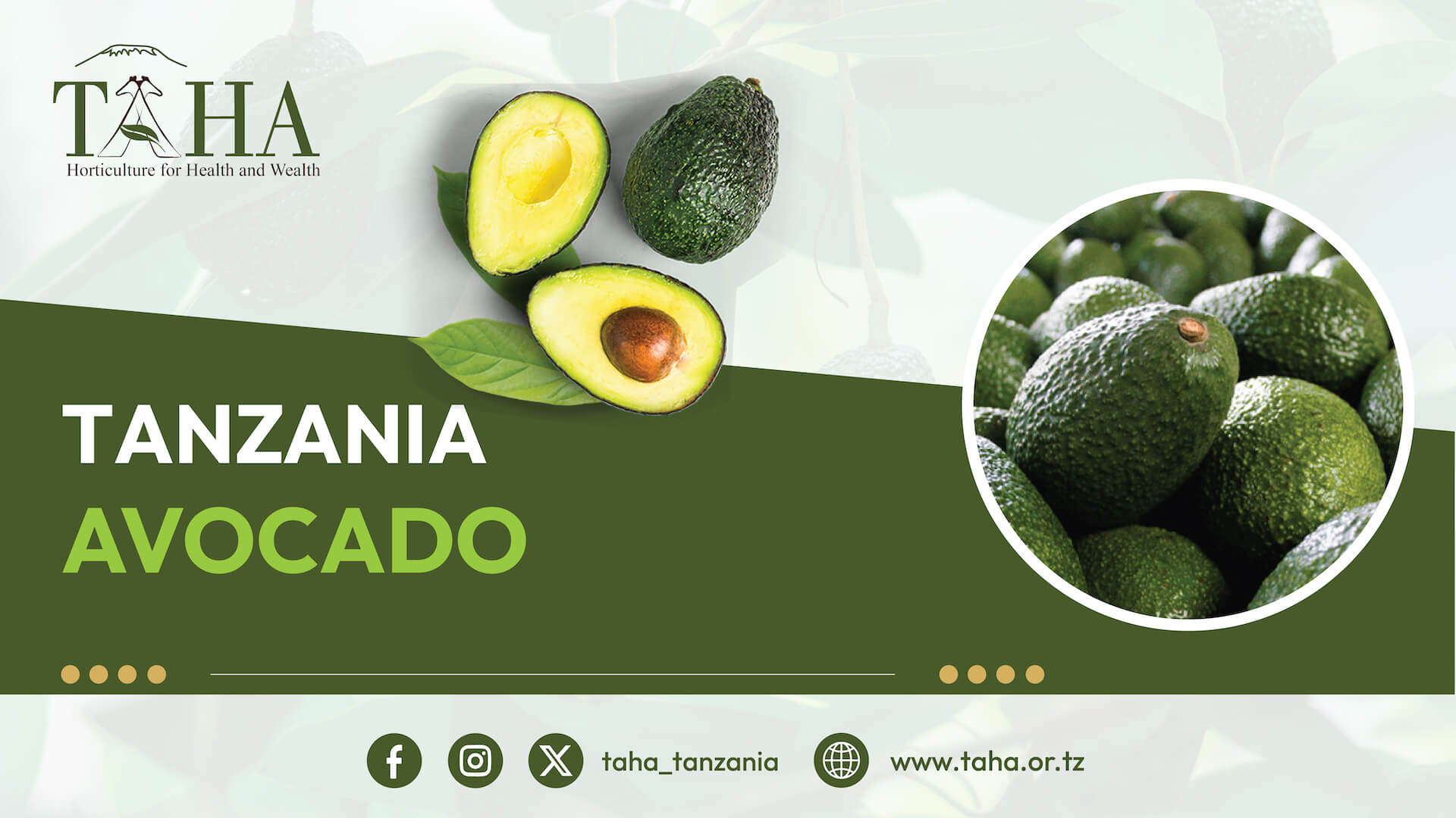Tanzania Avacado