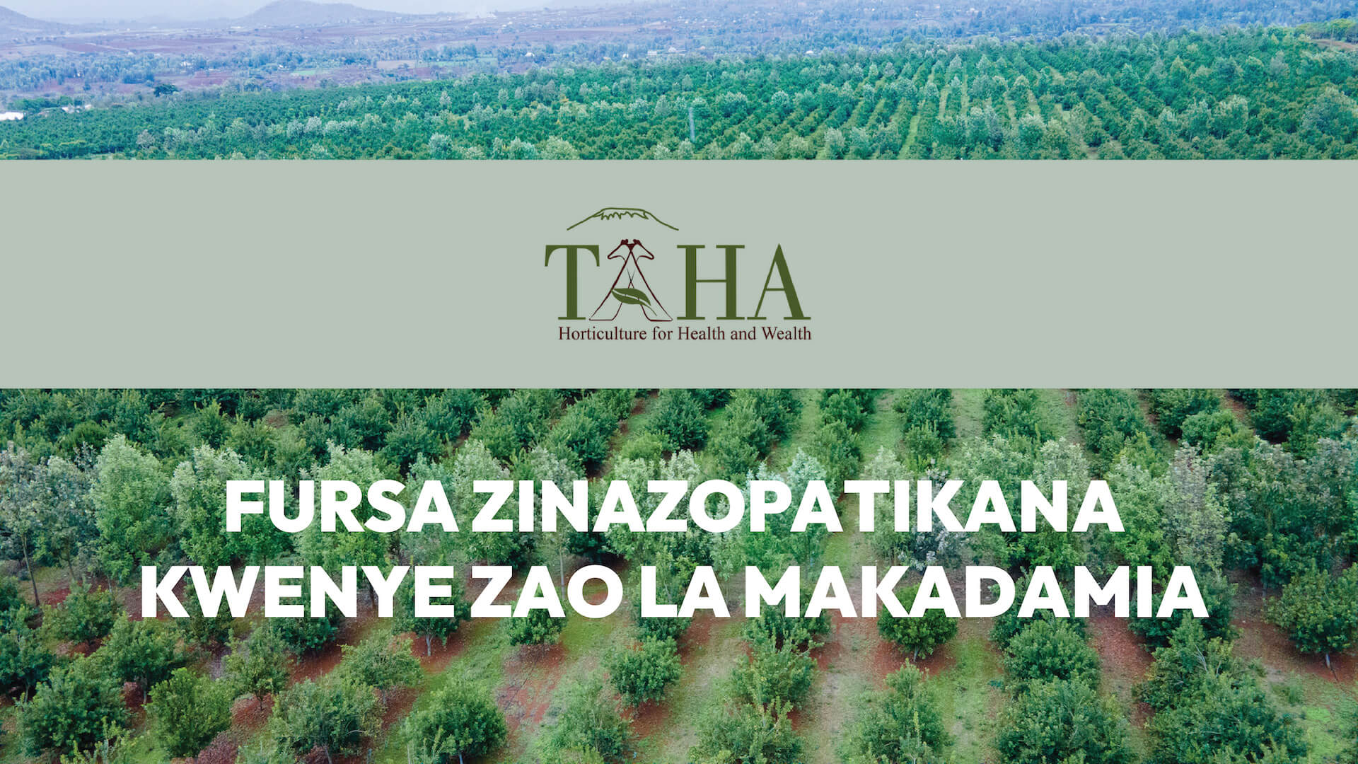 Fursa zinazopatikana kwenye zao la makadamia